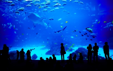 People looking at fishes in biggest aquarium in the world. Atlanta, Georgia
